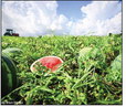 WATERMELONS ALMOST READY— but don’t harvest too early, because a melon will not get any riper after it has been harvested. | TEXAS FARM BUREAUY PHOTO BY BRIAN DiLORIO