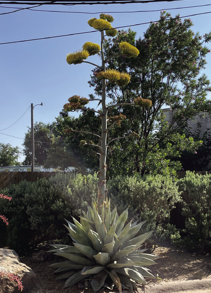 Rare Texas native plant blooming in Munday