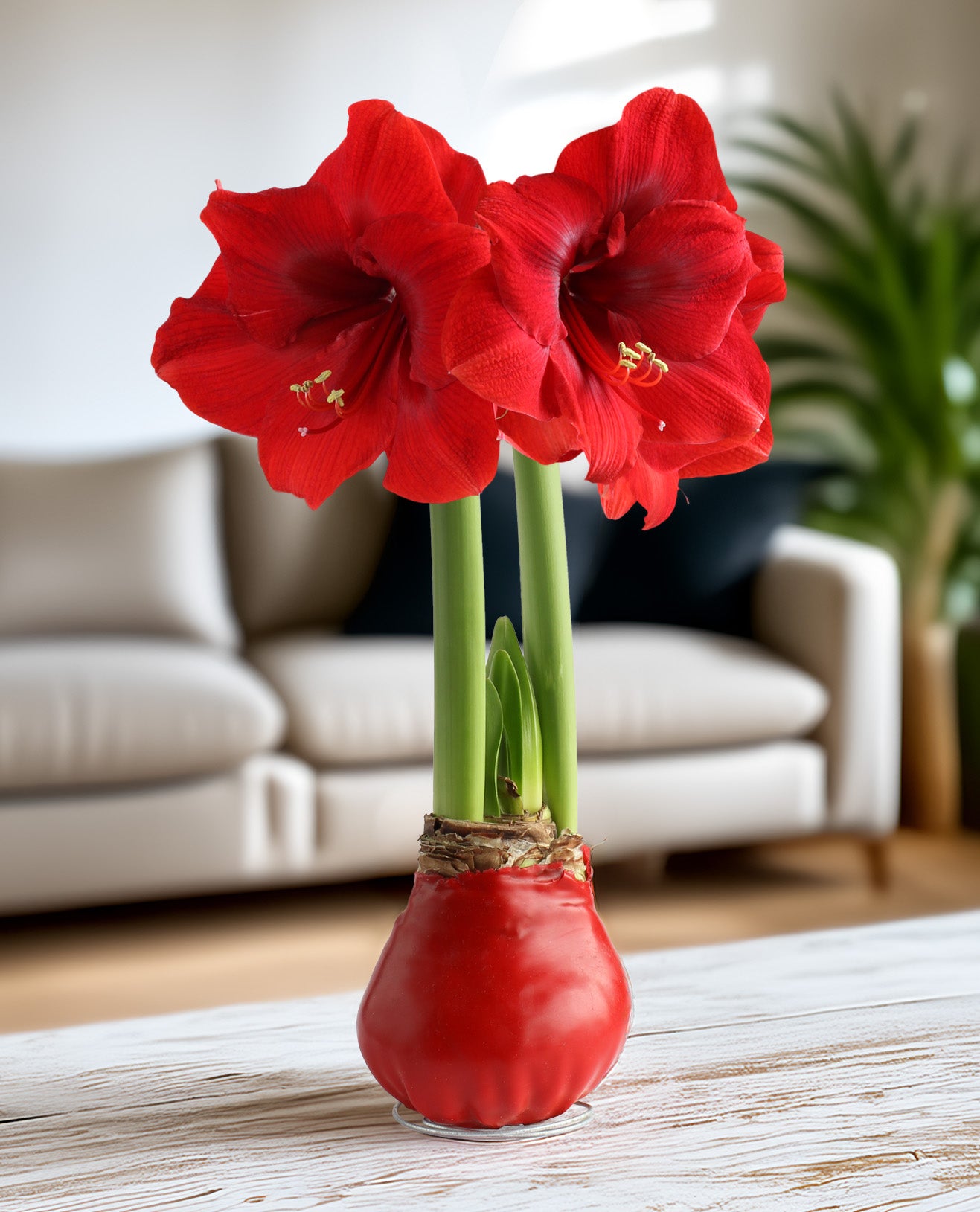 Waxed Amaryllis an infallible gift