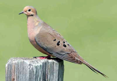 TEXAS DOVE HUNTERS can look forward to a promising 2025 season. The mourning dove (shown here) is one of three legal game dove species in Texas. For more information on unprotected dove species, go to the Texas Parks &amp; Wildlife Department website. | TPWD PHOTO