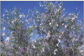 Plant a tree on Arbor Day