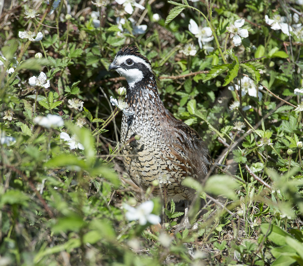 GOODSEASONANTICIPATED TexasParksandWildlifeDepartment biologists are encouraged by the numbers in this year’s roadside quail surveys and anticipate a good season for hunters. especially in the Rolling Plains. | TPWD PHOTO