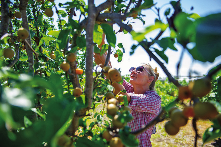 Choosing fruit trees