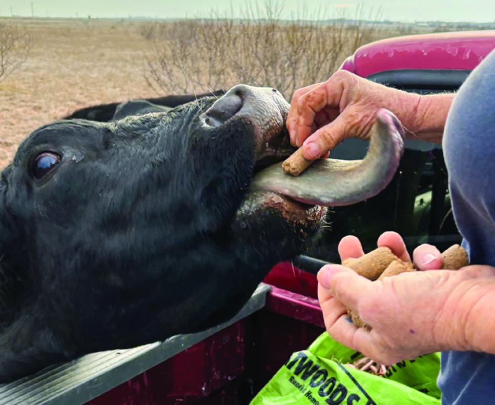 Put ‘er right there! Little Rita sticks out her neck and then, her tongue to beg for feed cubes. If you feed cows in the winter, you know they don’t want you to lose your job.The hand with the cube is the one that writes this column. | TERRI DRAKE PHOTO