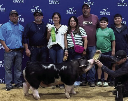 KNOX CITY FFA ENDS SEASON IN AUSTIN Knox City ended the FFA show season at Austin. Congratulations to Krystabel Vasquez with her 6th place Dark OPB. | COURTESY PHOTO