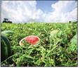 WATERMELONS ALMOST READY— but don’t harvest too early, because a melon will not get any riper after it has been harvested. | TEXAS FARM BUREAUY PHOTO BY BRIAN DiLORIO
