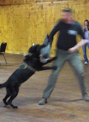 K9 PATROL IN ACTION | DON THOMPSON AND COURTESY PHOTOS