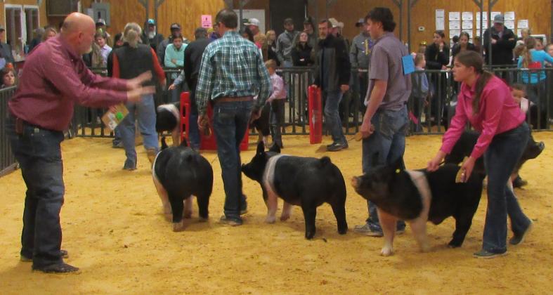 SWINE DIVISION Entries in the Swine division trying to catch the eye of the Judge. | DON THOMPSON PHOTO