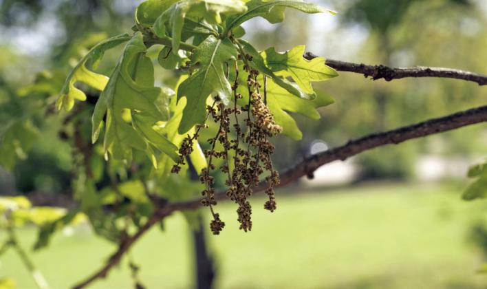 POLLEN SEASON Many trees produce catkins—willows, birches, mulberries, pecans, and every kind of oak—that fill the air with pollen. | TEXAS A&amp;amp;M FOREST SERVICE PHOTO