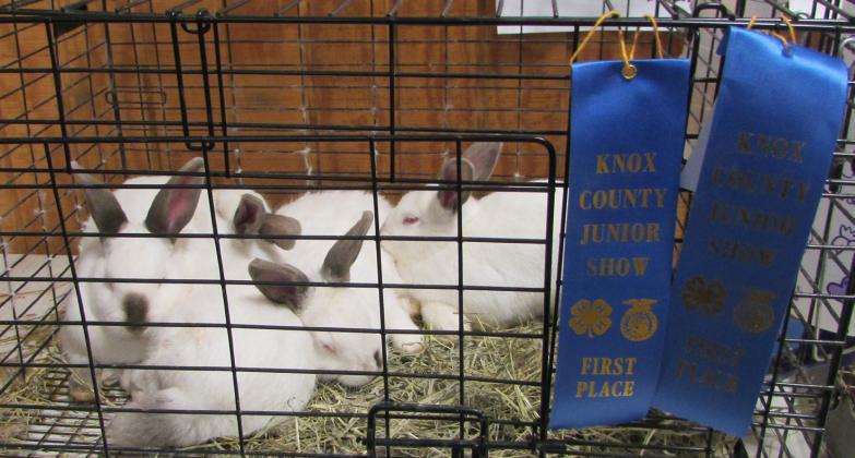 Blue ribbon rabbits | DON THOMPSON PHOTO