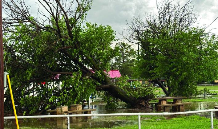 Trees uprooted in Knox City | EDDIE BURBANK