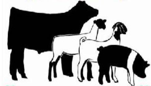 Knox County Junior Livestock show tomorrow Jan. 20