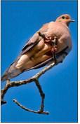 Strong Dove population numbers anticipated as hunters fly toward opening day