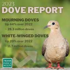 Dove season opens today, expected to have soaring numbers despite heat