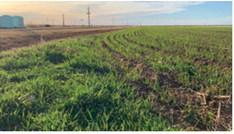 MEET BY THE WHEAT Intercepted last week on a county road by part-timereporterHanabaWelch,wheatfarmerMarkReedanswered a few questions about his crop, visible over his shoulder. He’d just leased the field for grazing. | PHOTO BY HANABA MUNNWELCH