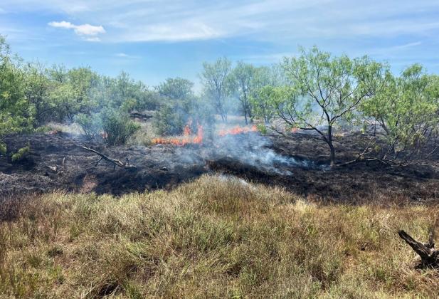 BENJAMIN GRASS FIRE