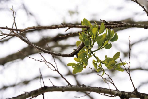 UNDERNEATH THE MISTLETOE Mistletoe is a semi-parasitic plant that can be harmful to its host plant. Clusters of mistletoe can grow as large as several feet across if left unchecked. | TEXAS A&amp;amp;M AGRILIFE PHOTO BY MICHAEL MILLER