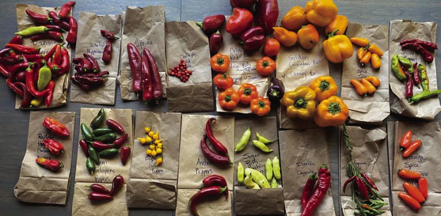 GIFT OF CHILE'S Peppers can be used in a variety of ways to make sauces | PHOTO BY ANGELINA LARUE