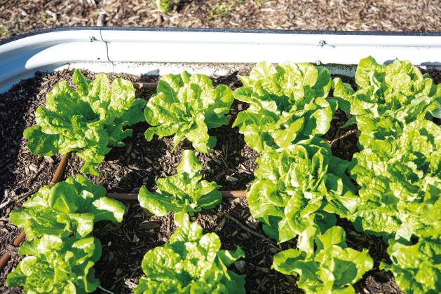 BUTTERCRUNCH LETTUCE is one spring vegetable that can be sown from seed in the ground or in a raised bed. | TRONG NGUYEN, iSTOCK
