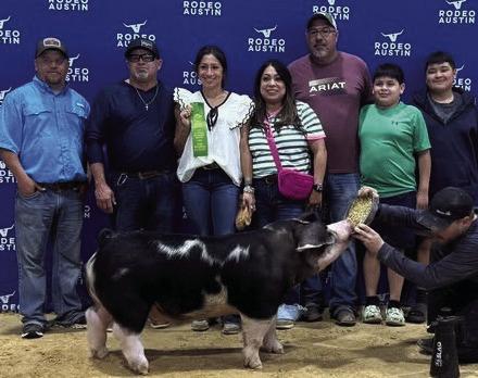 KNOX CITY FFA ENDS SEASON IN AUSTIN Knox City ended the FFA show season at Austin. Congratulations to Krystabel Vasquez with her 6th place Dark OPB. | COURTESY PHOTO