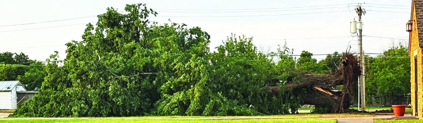 LARGE TREE DOWNED IN MUNDAY Even before Tuesday night’s destructive storms, Monday night had brought another storm to Knox County. This large tree located at the Methodist Church in Munday was completely uprooted during the storm. Fortunately the tree did not fall on the church building or any other structures. | RACHEL FARMER PHOTO