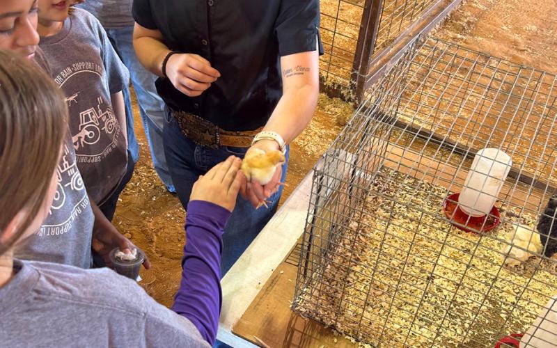CHICK IT OUT! Representatives of local Texas Farm Bureau offices—with the help of sponsors in Knox and Seymour communities—gave schoolchildren a chance to see aspects of ag operations close up last Friday at the Cliff Styles Activity Center in Seymour. MORE PHOTOS, PAGE 8 | TROY PARTON PHOTOS