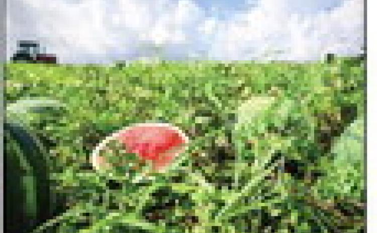 WATERMELONS ALMOST READY— but don’t harvest too early, because a melon will not get any riper after it has been harvested. | TEXAS FARM BUREAUY PHOTO BY BRIAN DiLORIO
