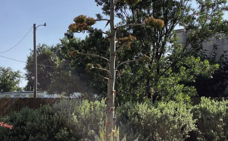 Rare Texas native plant blooming in Munday