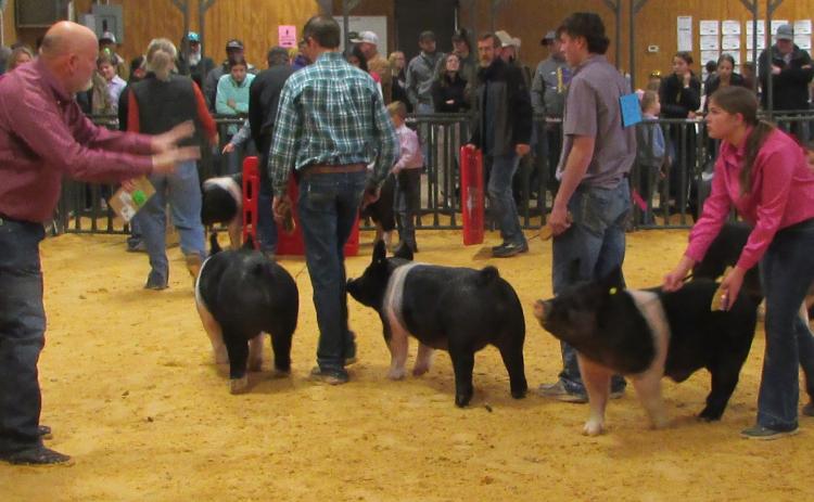 SWINE DIVISION Entries in the Swine division trying to catch the eye of the Judge. | DON THOMPSON PHOTO
