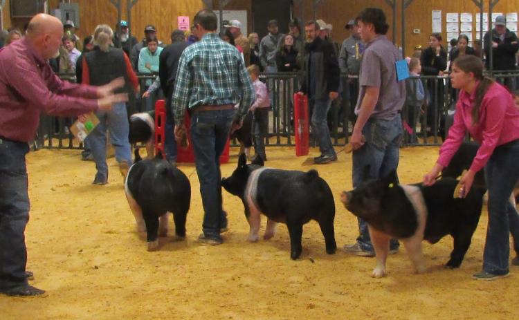 SWINE DIVISION Entries in the Swine division trying to catch the eye of the Judge. | DON THOMPSON PHOTO