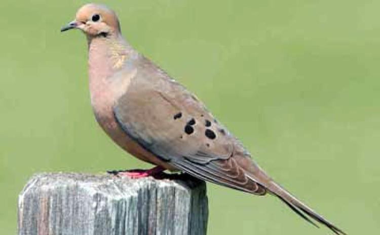 TEXAS DOVE HUNTERS can look forward to a promising 2025 season. The mourning dove (shown here) is one of three legal game dove species in Texas. For more information on unprotected dove species, go to the Texas Parks &amp; Wildlife Department website. | TPWD PHOTO
