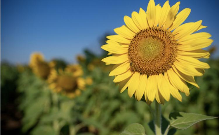 SUNFLOWER SEEDS’ high-oleic content makes them more shelf-stable and better for cooking and frying, but their monounsaturated fats retain healthy attributes. | TEXAS A&amp;M AGRILIFE