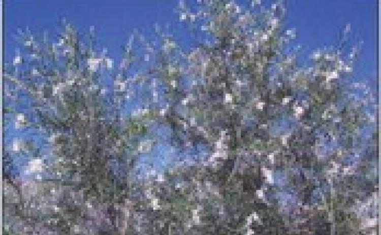 Plant a tree on Arbor Day