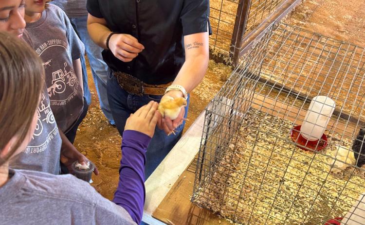 CHICK IT OUT! Representatives of local Texas Farm Bureau offices—with the help of sponsors in Knox and Seymour communities—gave schoolchildren a chance to see aspects of ag operations close up last Friday at the Cliff Styles Activity Center in Seymour. MORE PHOTOS, PAGE 8 | TROY PARTON PHOTOS