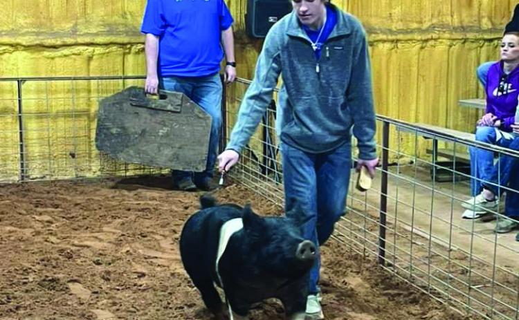 Utley wins Grand and Reserve Champion at Knox City local stock show