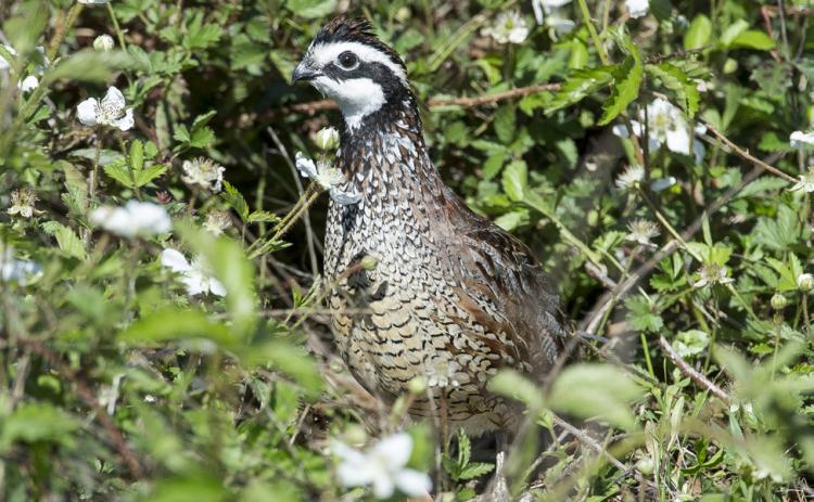 GOODSEASONANTICIPATED TexasParksandWildlifeDepartment biologists are encouraged by the numbers in this year’s roadside quail surveys and anticipate a good season for hunters. especially in the Rolling Plains. | TPWD PHOTO