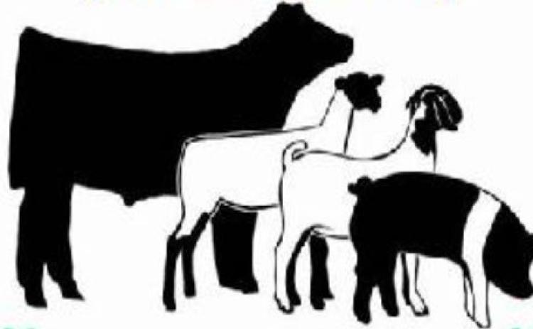 Knox County Junior Livestock show tomorrow Jan. 20