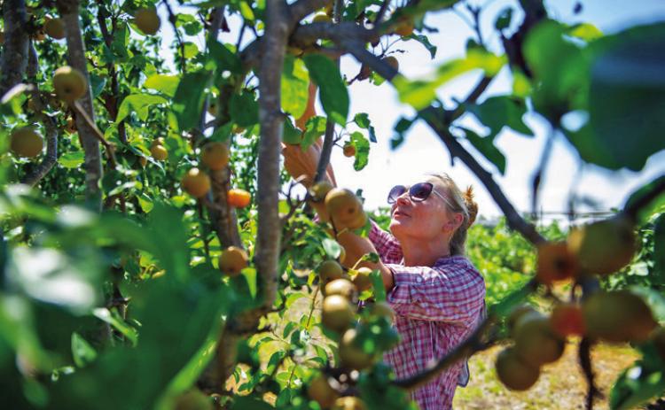 Choosing fruit trees