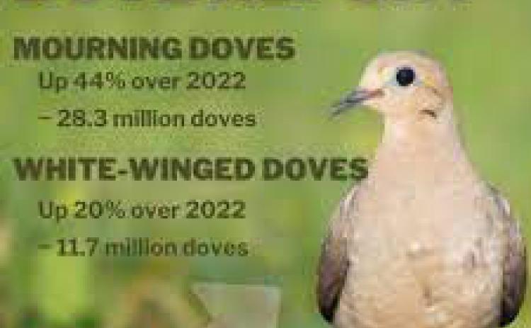 Dove season opens today, expected to have soaring numbers despite heat