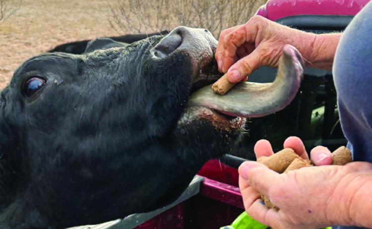 Put ‘er right there! Little Rita sticks out her neck and then, her tongue to beg for feed cubes. If you feed cows in the winter, you know they don’t want you to lose your job.The hand with the cube is the one that writes this column. | TERRI DRAKE PHOTO