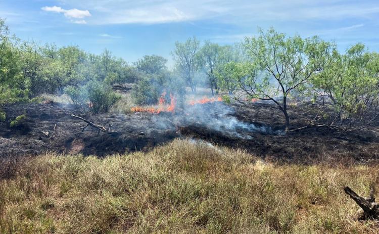 BENJAMIN GRASS FIRE