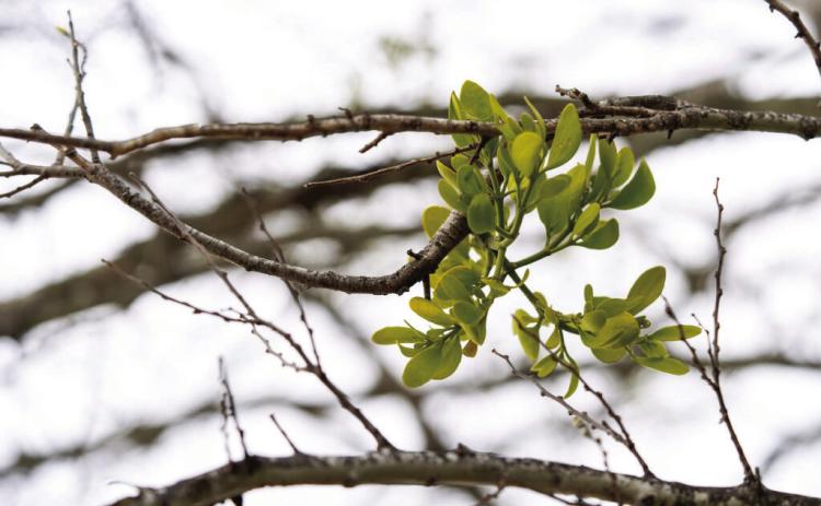UNDERNEATH THE MISTLETOE Mistletoe is a semi-parasitic plant that can be harmful to its host plant. Clusters of mistletoe can grow as large as several feet across if left unchecked. | TEXAS A&amp;M AGRILIFE PHOTO BY MICHAEL MILLER