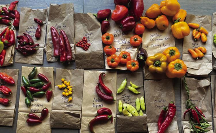 GIFT OF CHILE'S Peppers can be used in a variety of ways to make sauces | PHOTO BY ANGELINA LARUE