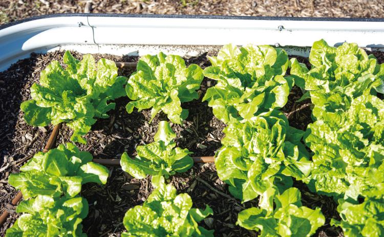 BUTTERCRUNCH LETTUCE is one spring vegetable that can be sown from seed in the ground or in a raised bed. | TRONG NGUYEN, iSTOCK