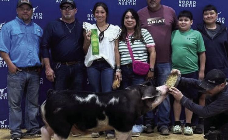 KNOX CITY FFA ENDS SEASON IN AUSTIN Knox City ended the FFA show season at Austin. Congratulations to Krystabel Vasquez with her 6th place Dark OPB. | COURTESY PHOTO