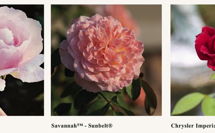 ROSE BUSHES can be purchased from many Texas florists, in person and online, including Antique Rose Emporium in Brenham. | COURTESY PHOTO